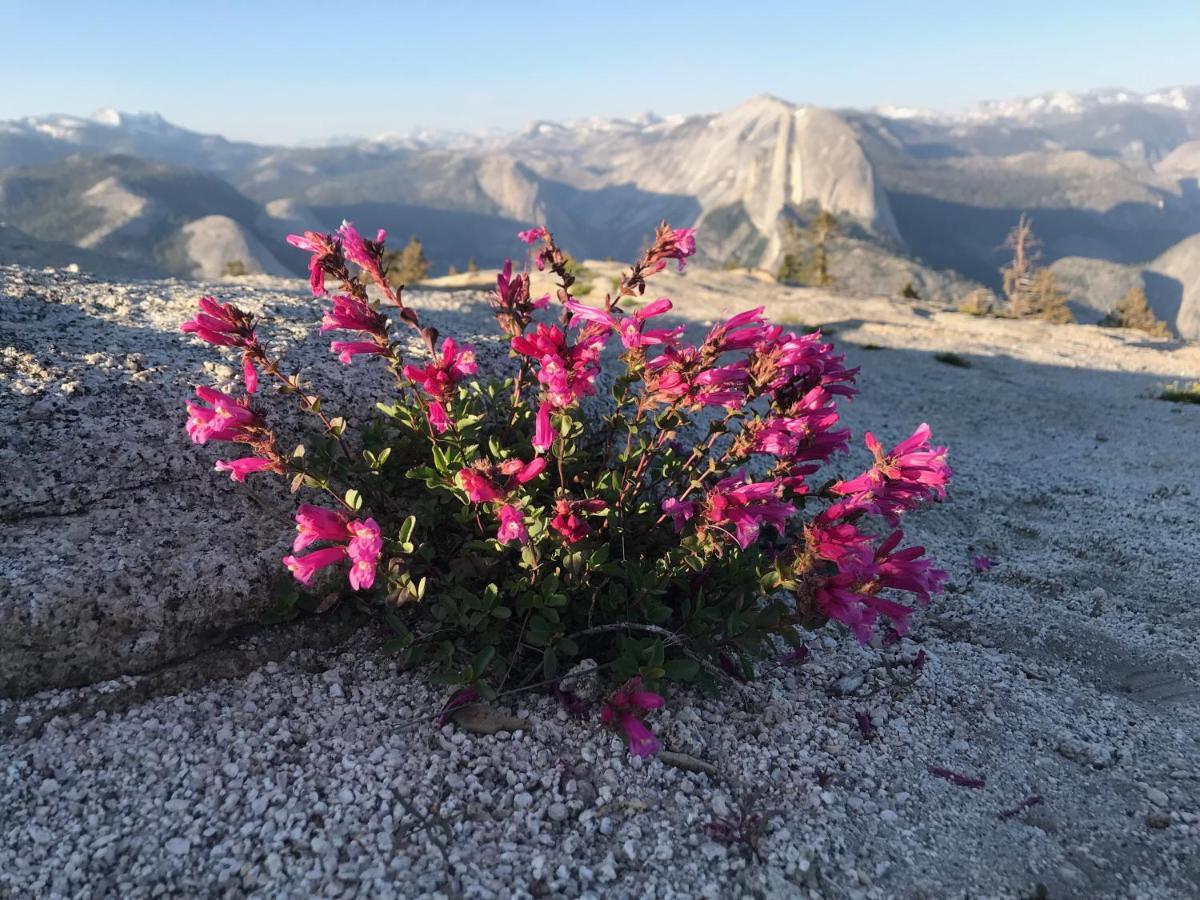 Morning Star Vista Near Yosemite - Countryside With Mountain Views Leilighet Mariposa Eksteriør bilde